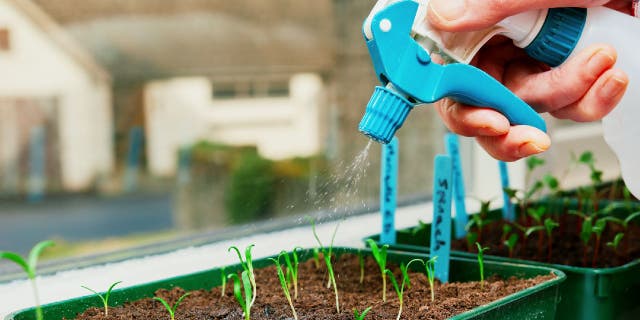 Germinated seeds sprout leaves that peak out of soil when planted.