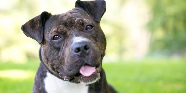 A Staffordshire Bull Terrier mixed breed dog.