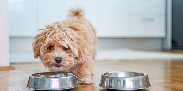The list of supplies your new puppy will need is a pretty long one and includes bowls, treats and toys.