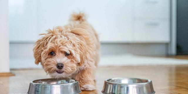 National Puppy Day: How to prepare for a puppy, what to do when it arrives The list of supplies your new puppy will need is a pretty long one and includes bowls, treats and toys.