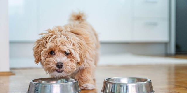 The list of supplies your new puppy will need is a pretty long one and includes bowls, treats and toys.