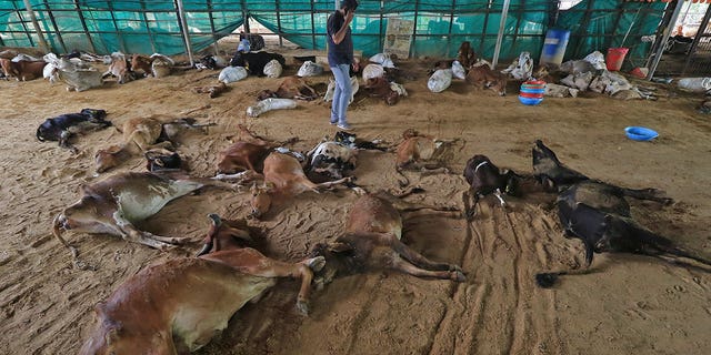 A man walks past cow carcasses that died from lumpy skin disease in Jaipur, Rajasthan state, India, on Sept. 21, 2022.