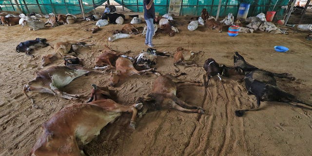 A man walks past cow carcasses that died from lumpy skin disease in Jaipur, Rajasthan state, India, on Sept. 21, 2022.