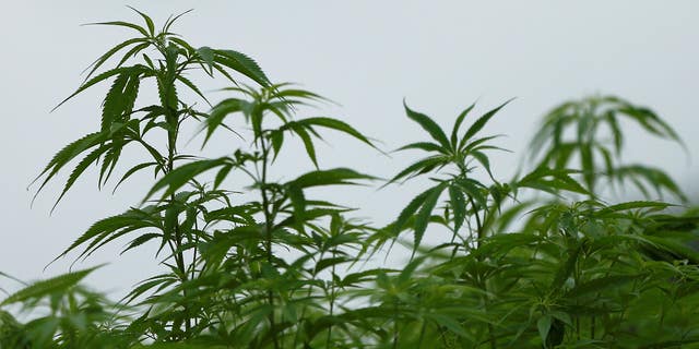 Japan currently uses marijuana plants for hemp used for fabric, as pictured here at Japan's largest legal marijuana farm in Kanuma, Japan, on July 5, 2016.