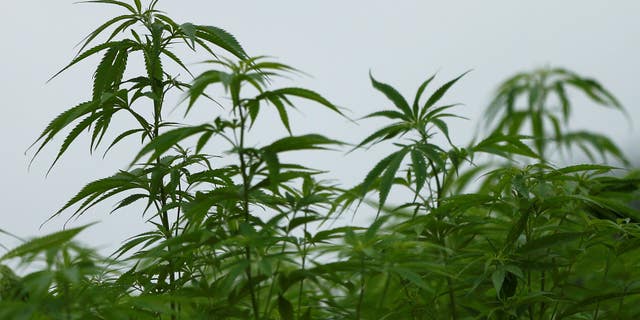 Japan currently uses marijuana plants for hemp used for fabric, as pictured here at Japan's largest legal marijuana farm in Kanuma, Japan, on July 5, 2016.
