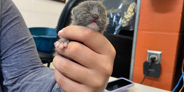 Tiny Kitten In Sarasota Florida Is A Hurricane Ian Survivor As