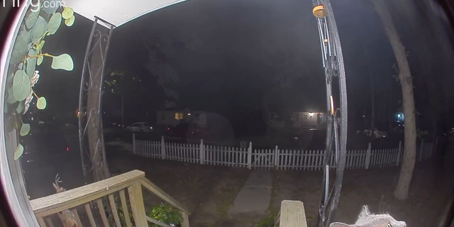 Lilly the cat is seen at the lower right-hand corner of this video screengrab as she activates her family's Ring doorbell camera outside the home.