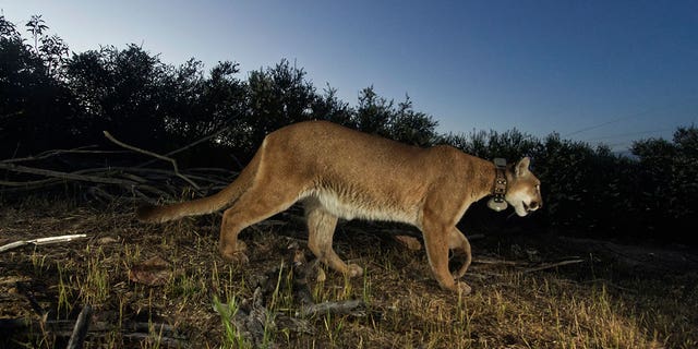 Adult female mountain lion dubbed as P-65 was found dead in Southern California earlier this year due to mange, a highly contagious skin disease caused by mite parasite. 