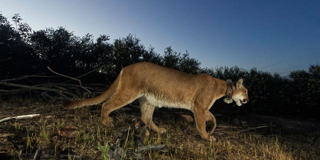 Adult female mountain lion dubbed as P-65 was found dead in Southern California earlier this year due to mange, a highly contagious skin disease caused by mite parasite.