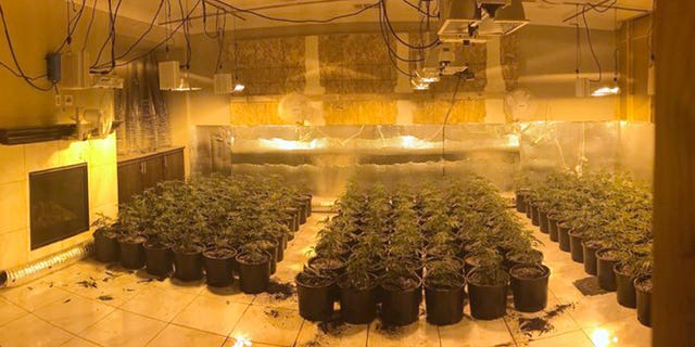 Pictured: Some of the hundreds of illegal marijuana grows found in a home near Temecula, California, on Aug. 28, 2019. 