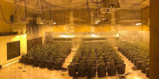 Pictured: Some of the hundreds of illegal marijuana grows found in a home near Temecula, California, on Aug. 28, 2019.