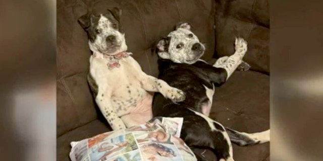 Man stabs one family dog to death, severely injures a second in Michigan.
