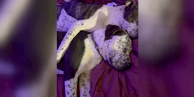 Taylor family dogs stabbed by a man who likely lives in the neighborhood.