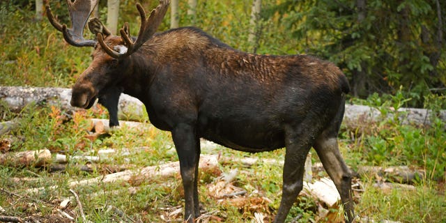 There's been four moose attacks this year and 13 since 2019, according to a spokesperson with the Colorado Parks and Wildlife.