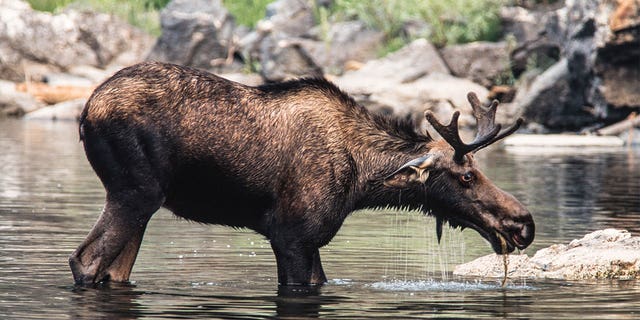 Nevada officials estimate the state had 30 to 50 moose in 2018. The population count has now reached above 100 in 2022. 