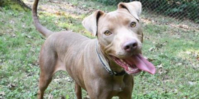 Nala, a mixed breed dog, is up for adoption at Best Friends Animal Society on Northwest Arkansas.