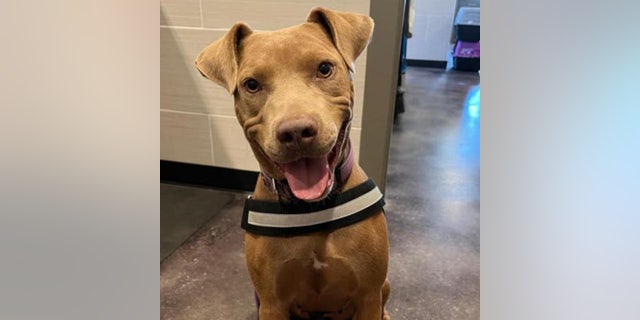 Nala, a sweet pup available for adoption at Best Friends Animal Society in Northwest Arkansas, smiles for the camera.