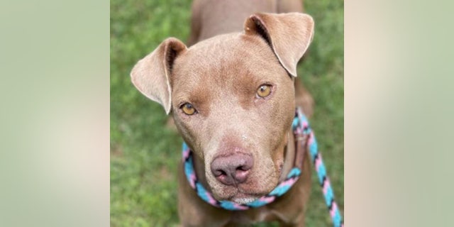 Staff at the Best Friends Animal Society in Northwest Arkansas said Nala is "one of the sweetest" dogs.