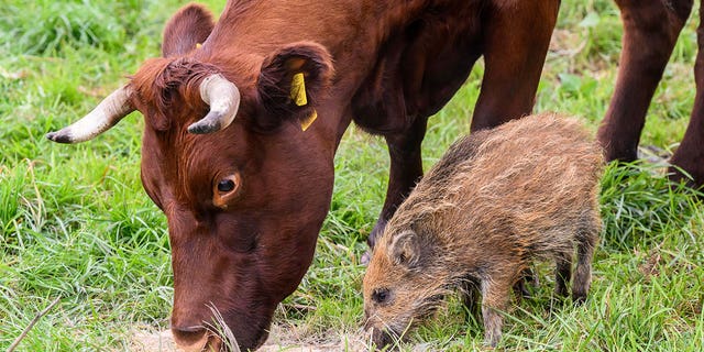 Wild boar piglet "Frieda" eats next to a cow on a pasture near the river Weser in the district of Holzminden, Germany, on Sept. 29, 2022. 
