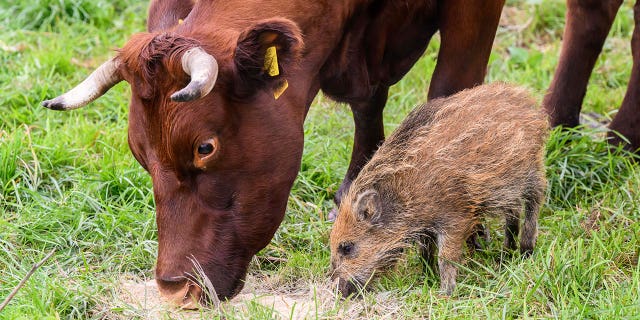 Wild boar piglet "Frieda" eats next to a cow on a pasture near the river Weser in the district of Holzminden, Germany, on Sept. 29, 2022. 