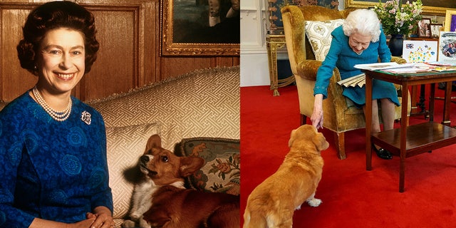 Queen Elizabeth II loved corgis (pictured left in 1970) and reportedly bestowed her pets onto son Prince Andrew and Sarah Ferguson. The Queen (right) was seen with Sandy, her corgi, in February 2022.