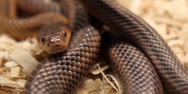 In this file photo, a rat snake sit coiled while on display in Ontario, Canada.