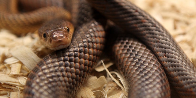 In this file photo, a rat snake sit coiled while on display in Ontario, Canada.