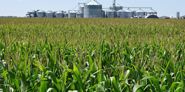 north dakota corn field