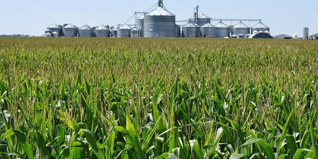 A corn field and storage bins near Carrington, North Dakota, Aug. 8, 2019.