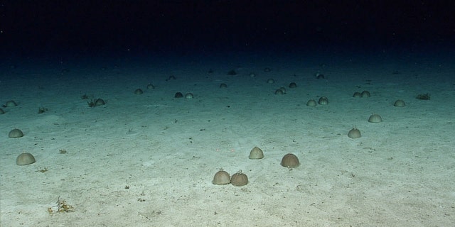 The aggregation of sea urchins, with at least 35 individuals, was a rarely observed phenomenon seen during Dive 08 of the third Voyage to the Ridge 2022 expedition.