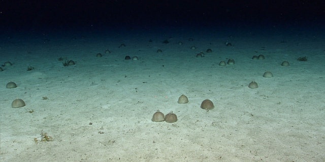 The aggregation of sea urchins, with at least 35 individuals, was a rarely observed phenomenon seen during Dive 08 of the third Voyage to the Ridge 2022 expedition.