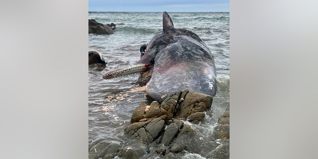 Wildlife officials are investigating the deaths of 14 sperm whales found beached on Australia's King Island. 