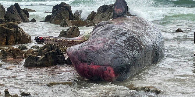 One of 14 dead sperm whales lies washed up on a beach at King Island, north of Tasmania, Australia, Tuesday, Sept. 20, 2022.