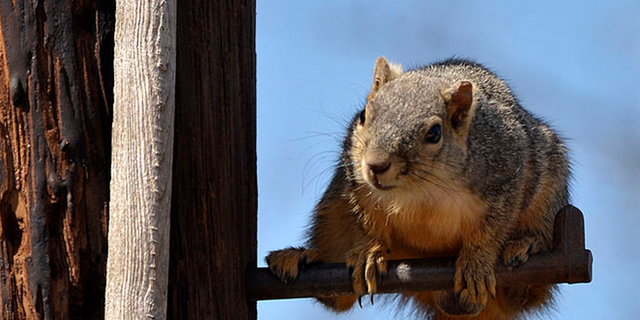 FILE- A squirrel in Minneapolis, Minnesota, disrupted a power transmission on Sunday, leading to power outages for 9,500 people.