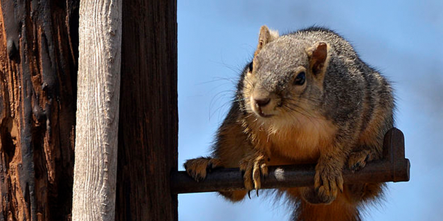 FILE- A squirrel in Minneapolis, Minnesota, disrupted a power transmission on Sunday, leading to power outages for 9,500 people.