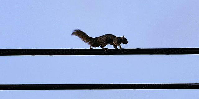 Minnesota Squirrel Causes Power Outage For More Than 9,000 Residents ...