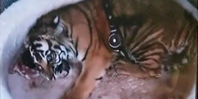 A young tiger being illegally kept as a pet is still missing. However, an alligator, guns, drugs and money were seized in two house raids in Albuquerque, New Mexico, on Sept. 10, 2022. 