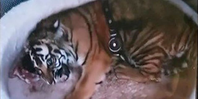 A young tiger being illegally kept as a pet is still missing. However, an alligator, guns, drugs and money were seized in two house raids in Albuquerque, New Mexico, on Sept. 10, 2022.