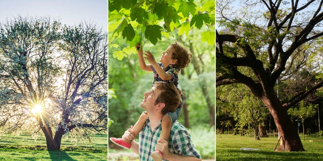 For alternative plantings, there are plenty of beautiful and native tree species that offer appeal to property owners and home dwellers. 