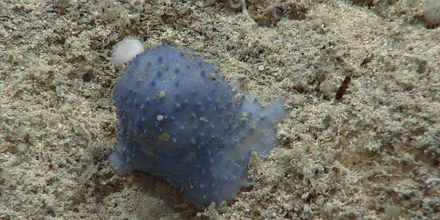 At the time of observation, scientists were uncertain whether this organism seen during Dive 08 of the third Voyage to the Ridge expedition was a soft coral, a sponge, or a tunicate.