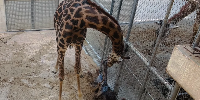 Baby giraffe Tisa weighed 122.5 pounds at birth and stood 6 feet tall. 