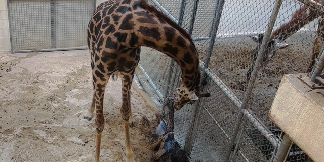 Baby giraffe Tisa weighed 122.5 pounds at birth and stood 6 feet tall.