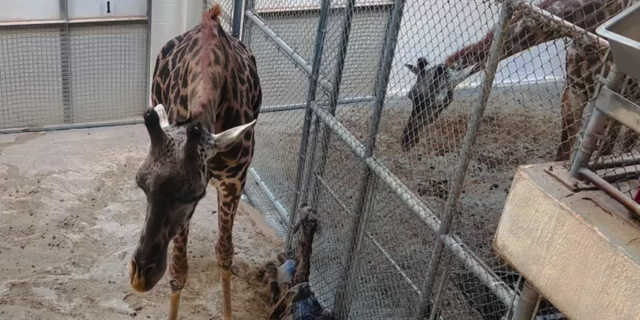 The Virginia Zoo in Norfolk visitors "experienced" the unique moment when the mother gave birth in the zoo's giraffe barn.