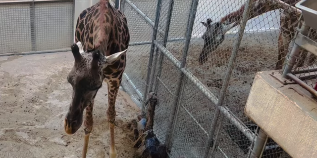 The Virginia Zoo in Norfolk visitors "experienced" the unique moment when the mother gave birth in the zoo's giraffe barn.