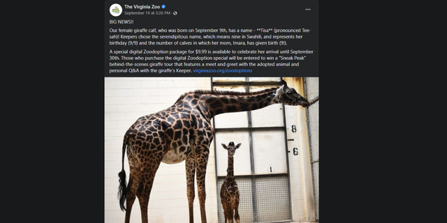 The Virginia Zoo gushed about the arrival of the baby giraffe Tisa, bringing their total number of Masai giraffes to 5.