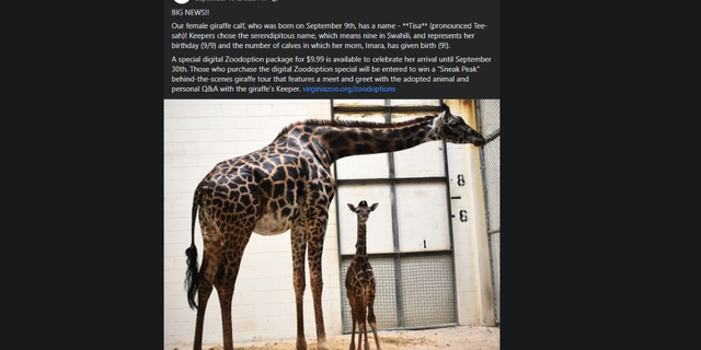 The Virginia Zoo gushed about the arrival of the baby giraffe Tisa, bringing their total number of Masai giraffes to 5.