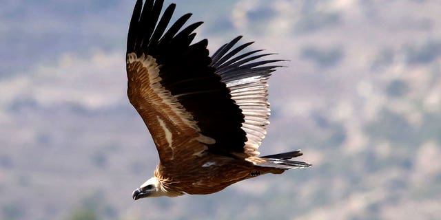 A Griffon vulture flies away after being released near the Korfi village in Limassol district of Cyprus on Sept. 28, 2022. 