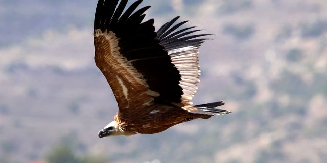 A Griffon vulture flies away after being released near the Korfi village in Limassol district of Cyprus on Sept. 28, 2022.