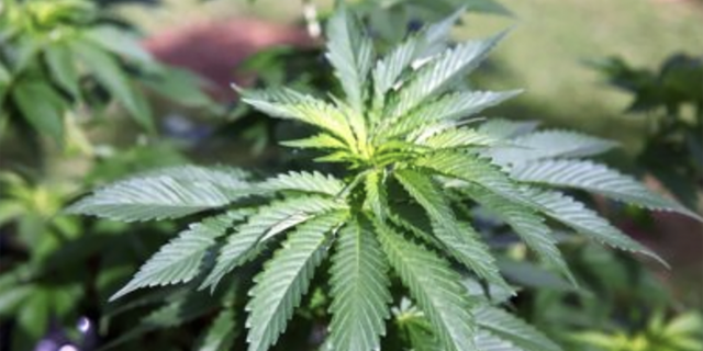 Marijuana plants at a home in Honolulu, Hawaii, are pictured on Feb. 17, 2016. A North Carolina bill that would make medical marijuana use legal is set to hit the Senate floor early next week.