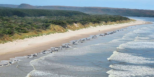 Whales are seen stranded on the west coast of Tasmania, Australia on September 1.  September 21, 2022. Two more whales died on September 21.  December 23, 2022, bringing the death toll closer to 200.
